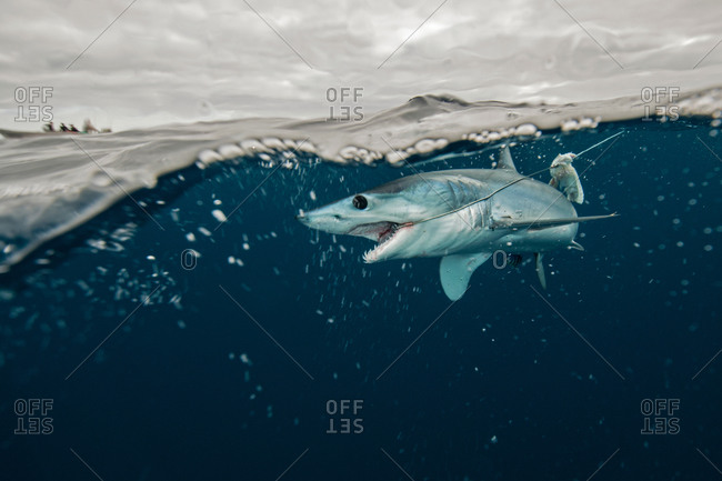 Underwater view of young mako shark struggling with fishing line, Pacific side, Baja California, Mexico