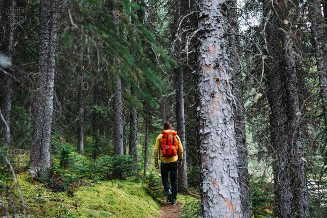 Rear view of mid adult man carrying orange backpack trekking through forest, Moraine lake, Banff National Park, Alberta Canada