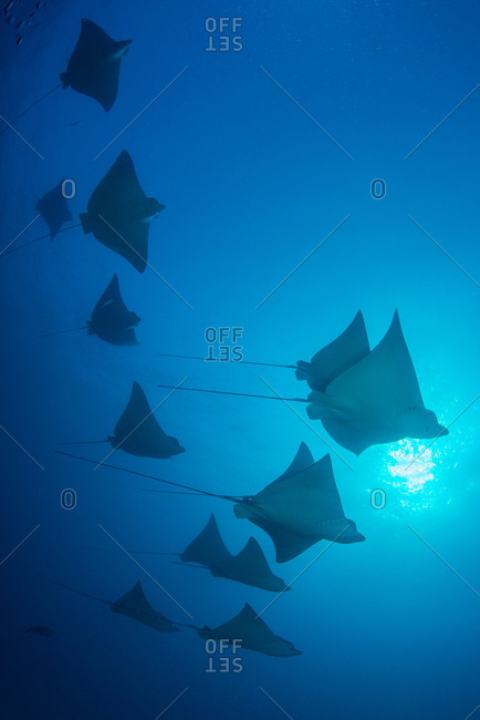 Underwater low angle view of school of spotted eagle rays (Aetobatus narinari), Cancun, Mexico