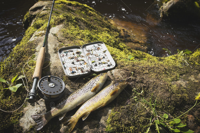 Fishing equipment and brown trouts on rock at riverbank