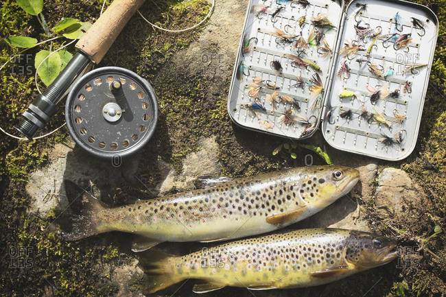 High angle view of fishing equipment and brown trouts on rock