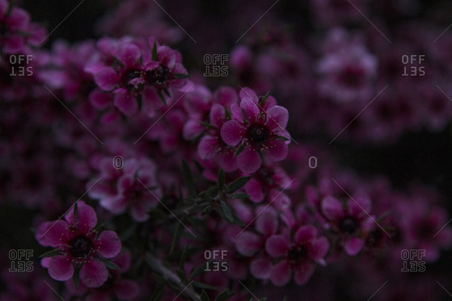 Close-up of pink flowers on a bush