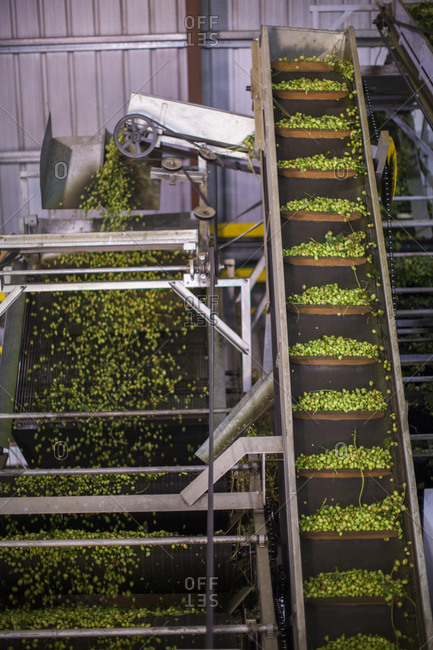 Hops going through the picking, sorting and cleaning process