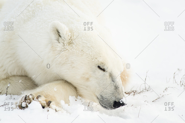Close-up of face of sleeping polar bear