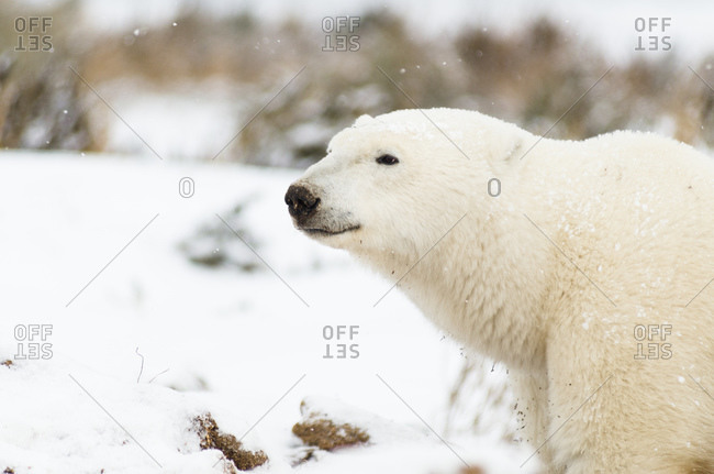 Portrait of a polar bear in arctic landscape