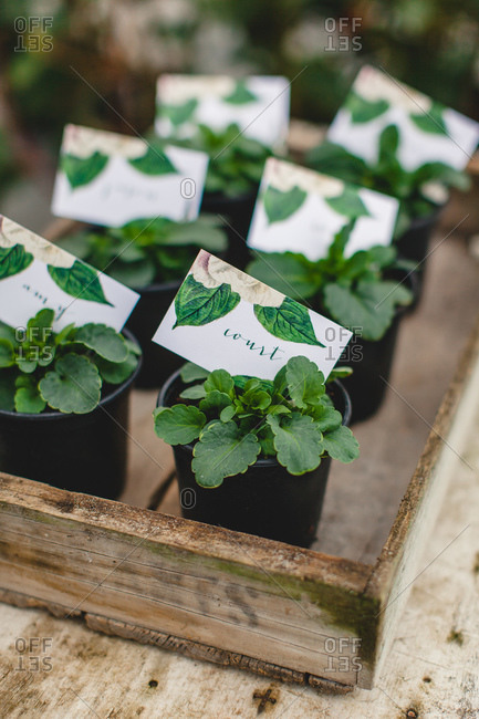 Elevated view of tray of potted plant wedding favors