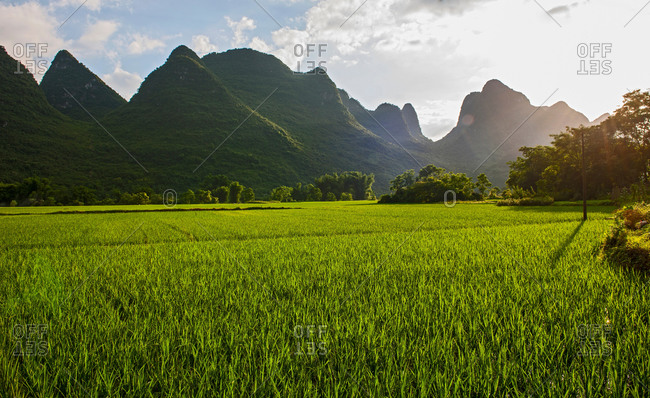 Sunlit paddy field in Guangxi Zhuang, China