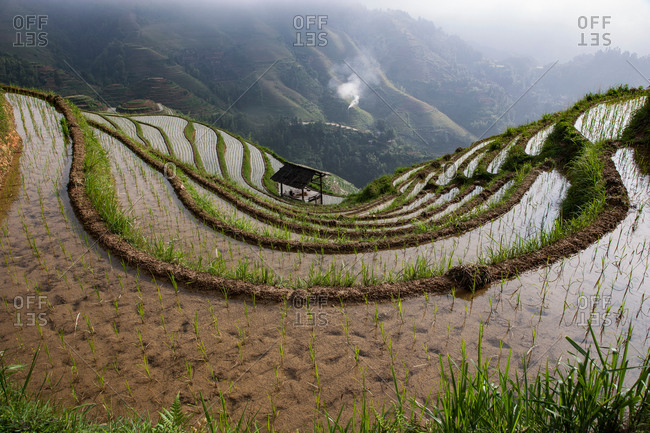 High angle view of paddy fields at Longsheng terraced rice fields, Guangxi Zhuang, China