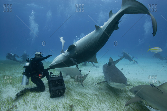 Underwater view of diver holding upside down tiger shark, Northern Bahamas Banks, Bahamas