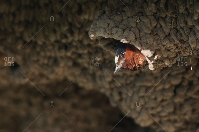 American cliff swallow (petrochelidon pyrrhonota) in nest colony, Yellowstone National Park, Wyoming, USA