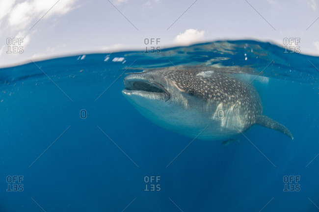 Underwater view of giant whale shark feeding on fish eggs, Contoy Island, Quintana Roo, Mexico