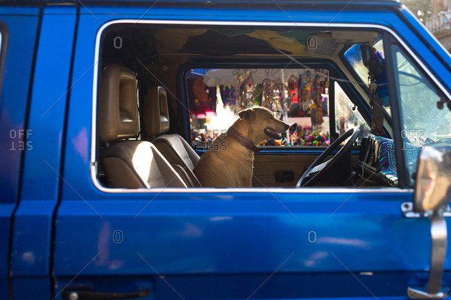 Dog sitting in driver\'s seat of blue van
