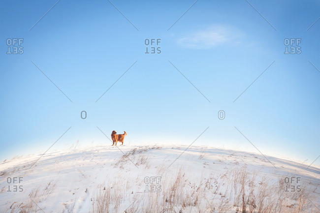 Golden retriever standing in the snow looking back