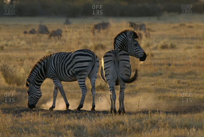 Two zebras in Selinda Camp, Botswana