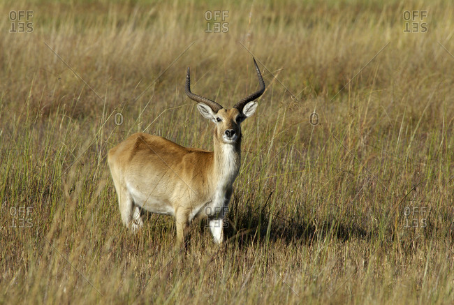 A red Lechwe antelope, Kwetsani Camp, Botswana