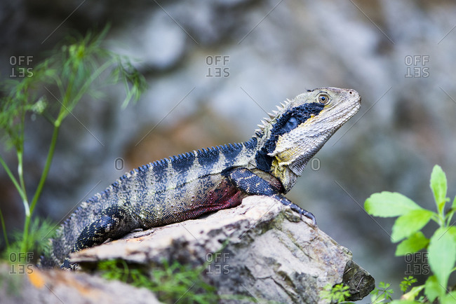 An Australian Water Dragon sitting on a rock alert