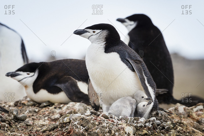 A side view of new born Chinstrap Penguin chicks in the South Shetland Islands, Antarctica
