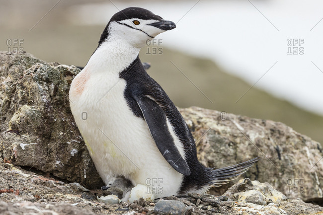 A side view of a new born Chinstrap Penguin chick in the South Shetland Islands, Antarctica