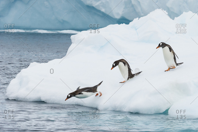 Gentoo Penguins dive off an Iceberg in the Gerlach Strait, Antarctica