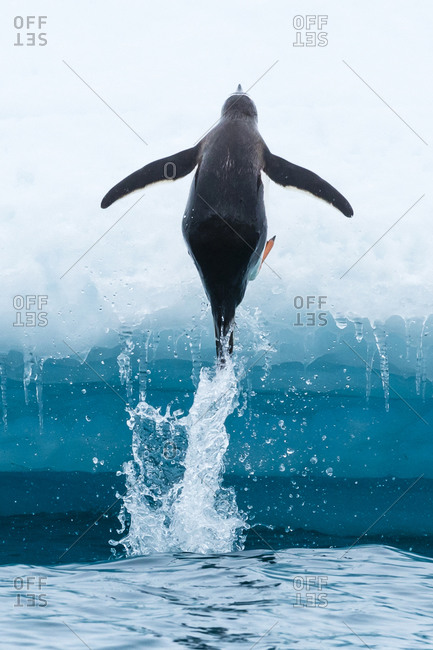 A Gentoo Penguin jumps onto an Iceberg on Cuverville Island in the Gerlach Strait, Antarctica