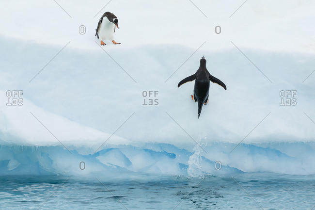 Gentoo Penguins jump onto an Iceberg in the Gerlach Strait, Antarctica