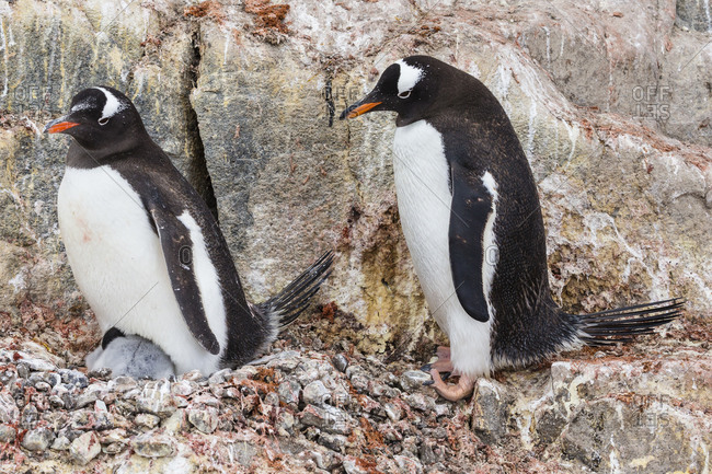 A parent exchange of two Gentoo Penguins in Port Lockroy at British Base A in Antarctica