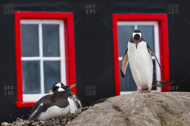 Gentoo Penguins on rocks in front of a building with red window frames in Port Lockroy at British Base A in Antarctica