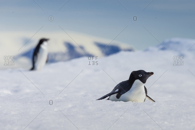 Adelie Penguins walk and slide on pack ice in Active Sound near the Weddell Sea in Antarctica