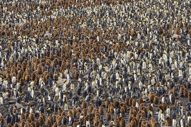 A nesting colony of King Penguins on the Salisbury Plains in South Georgi Antarctica