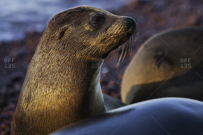 Galapagos sea lions at home on the red sand beaches of Rabida Island