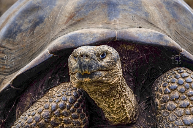 Close-up of a Galapagos Giant turtle on Isabela Island in the Galapagos