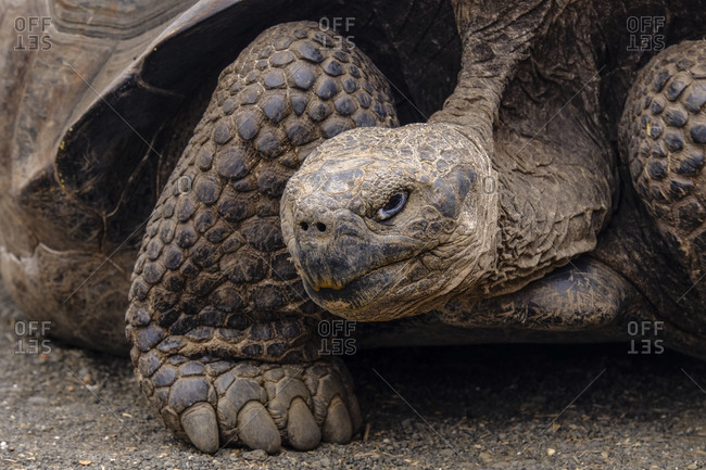 Extreme close-up of a curious Galapagos Giant turtle on Isabela Island in the Galapagos