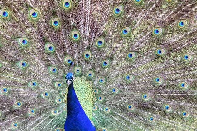 A proud male peacock stands with feathers fanned out