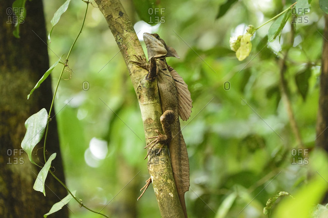 Plumed basilisk (Basiliscus plumifrons) or Jesus Christ lizard, because of its ability to run short distances across water without sinking, in Manuel Antonio National Park, Costa Rica