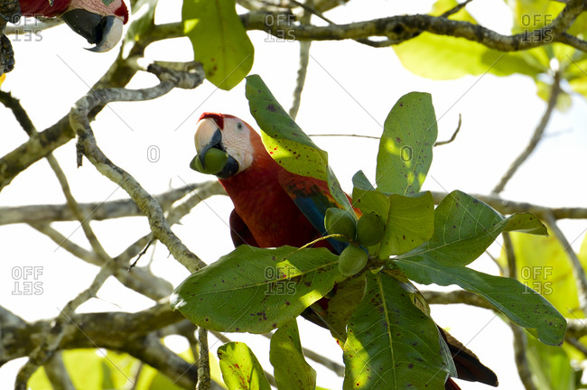 Scarlet Macaw eating fruit from a tree near Punta Rio Claro National Wildlife Refuge, Costa Rica