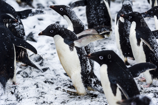 A breeding colony of Adelie Penguins during a snow storm on an island in Antarctica