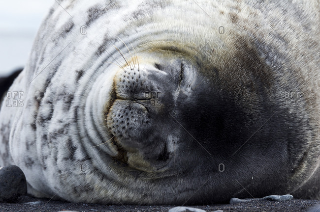 The smiling face of a Weddell Seal sleeping on a black volcanic beach in Antarctica