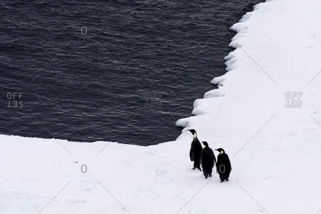 A trio of Emperor Penguin resting on the sea ice edge