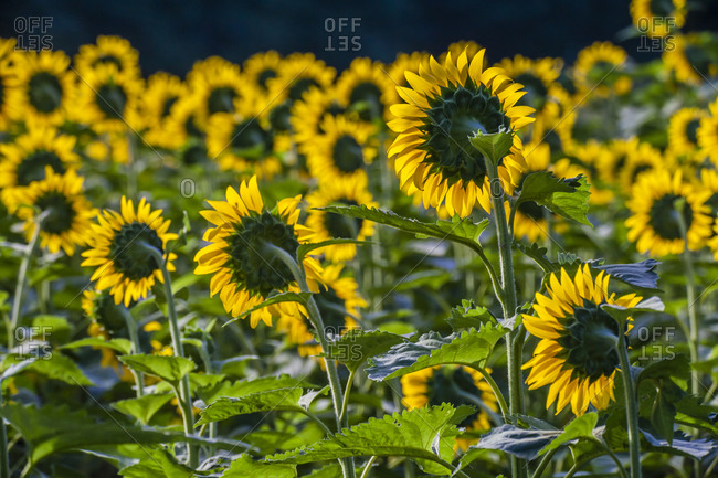 Sunflower Field, Montogomery County, Maryland