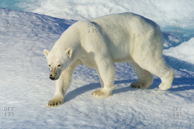 A polar bear stalking its prey in the Canadian Arctic