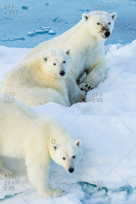 Mother polar bear with two cubs in Lancaster Sound