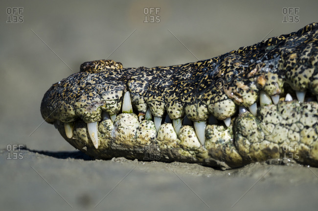 The powerful jaws and teeth of a Saltwater Crocodile sun basking on the mud at low tide