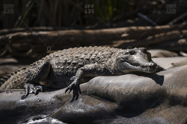 A Freshwater Crocodile sun basking on a smooth river rock