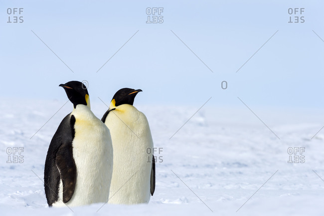 A pair of Emperor Penguins on the vast frozen plain of the Ross Ice Shelf