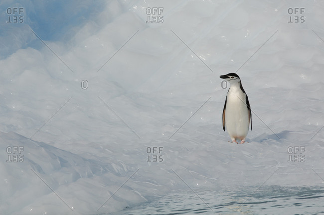 A penguin standing on ice