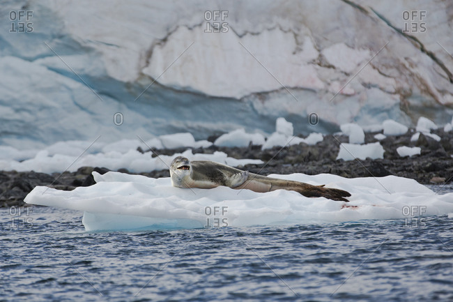 A seal resting on ice
