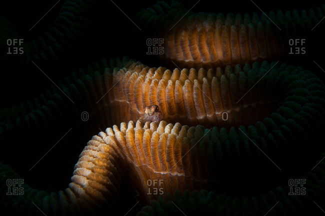 Underwater extreme close up view of small goby fish sheltering in brain coral, Cancun, Quintana Roo, Mexico