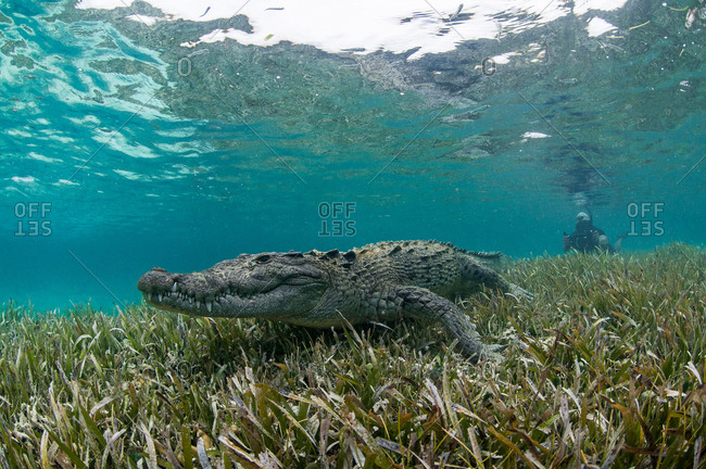 Underwater view of crocodile on sea grass in shallow water, Chinchorro Atoll, Quintana Roo, Mexico