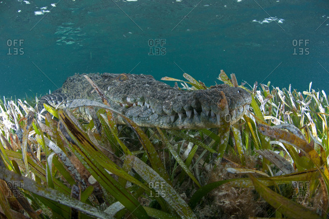 Underwater view of crocodile camouflaged in sea grass, Chinchorro Atoll, Quintana Roo, Mexico