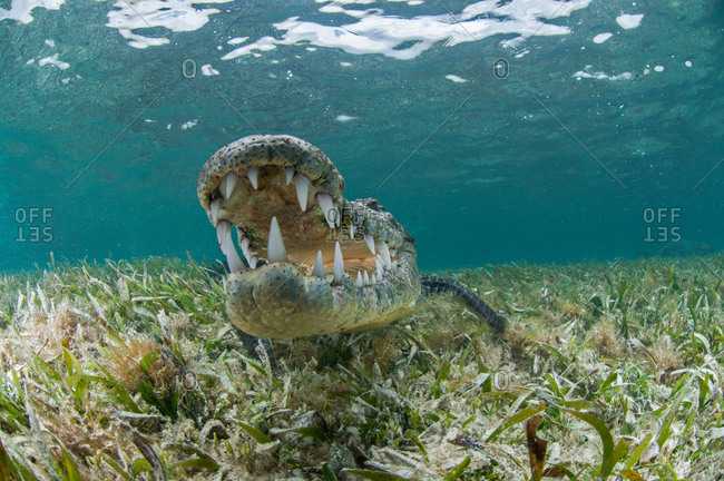 Underwater front view of crocodile on sea grass, open mouthed showing teeth, Chinchorro Atoll, Quintana Roo, Mexico